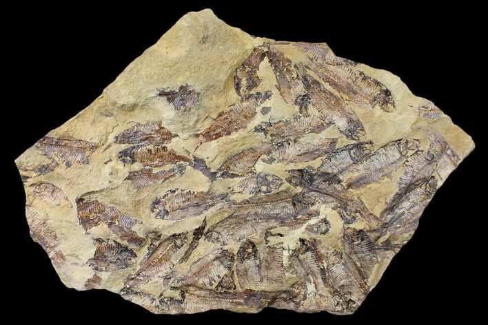 Fossil Fish (Gosiutichthys) Mortality Plate - Lake Gosiute #130064